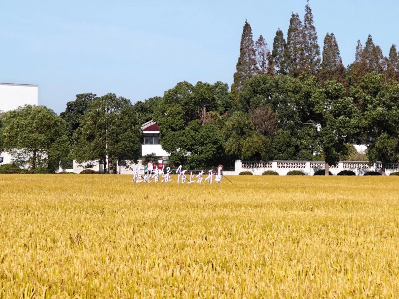 区领导调研秋收秋种工作